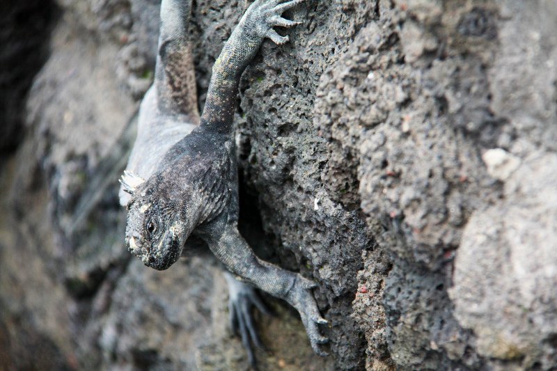 iguana on the wall