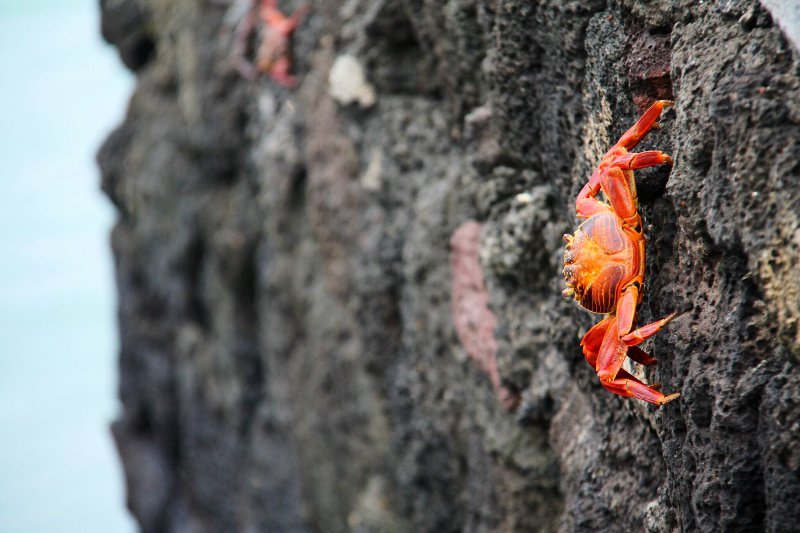 crab on the wall