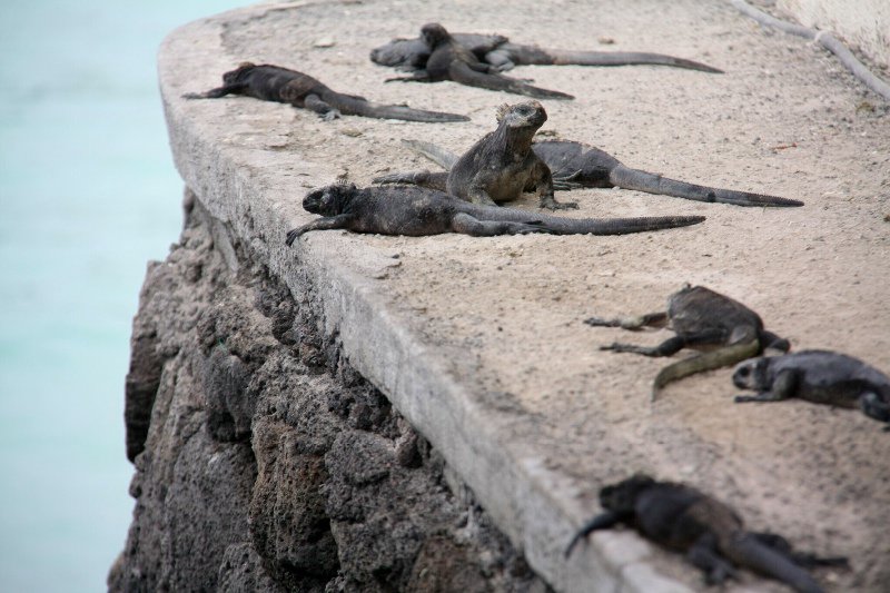 iguana hot stone party