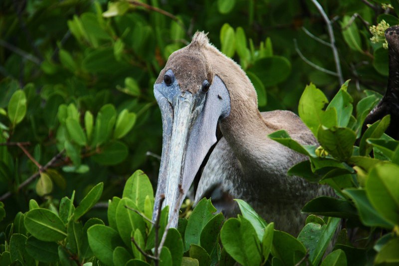 pelikane im baum