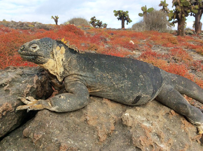 another land-iguana