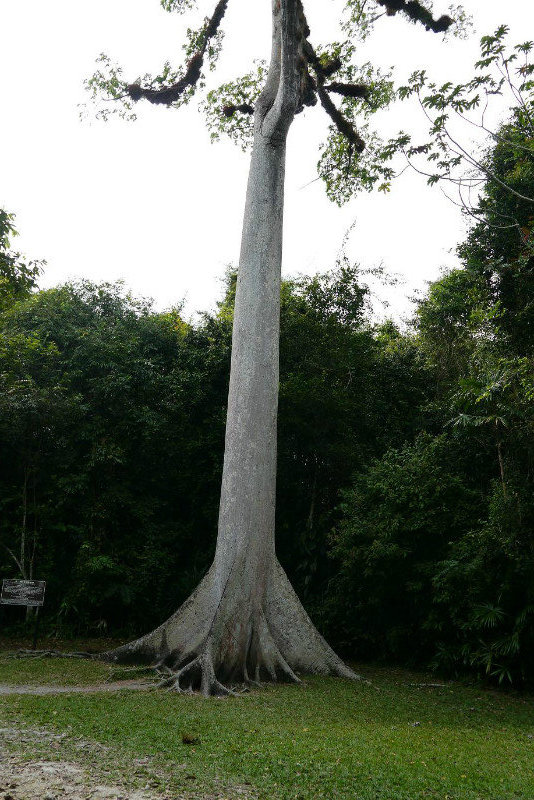 Ceiba - swiete drzewo Majow