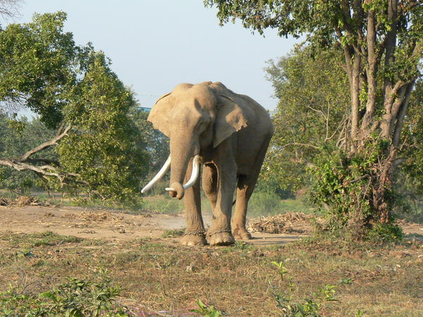 Elephants at Ayathuya