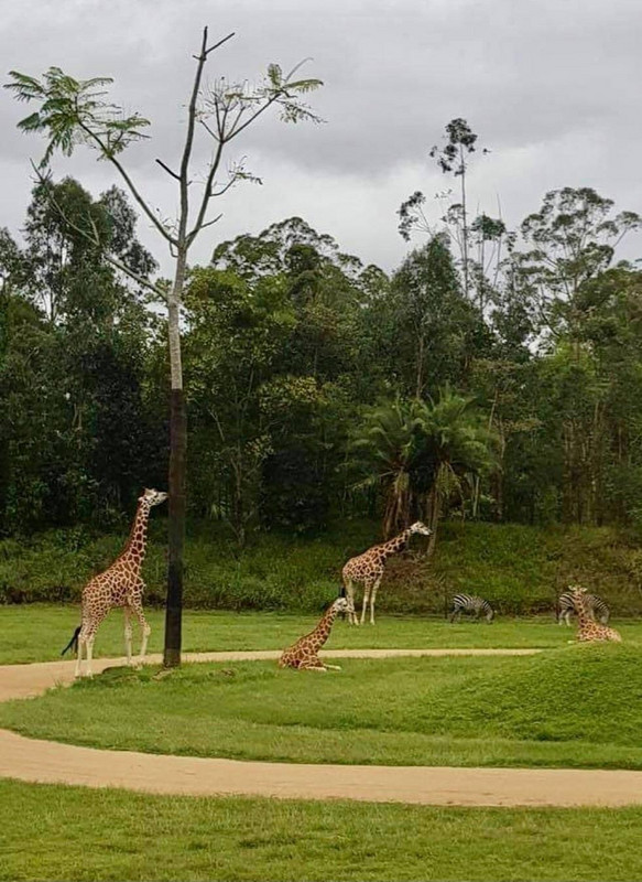 Australia Zoo (Brisbane)
