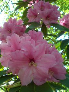 Rosa rododendron
