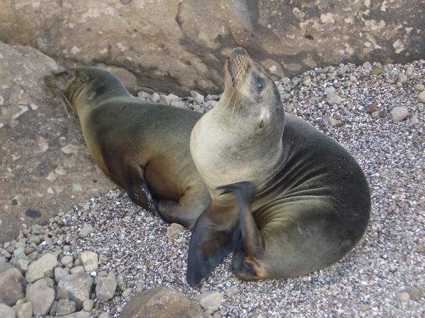 Another sea lion pic