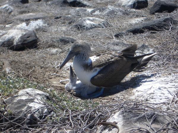 Blue-Footed Booby with chick