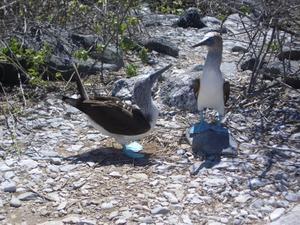 Blue-footed Boobies