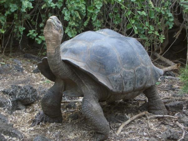 A tortoise posing for us