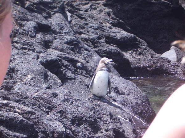 The Galapagos Penguin