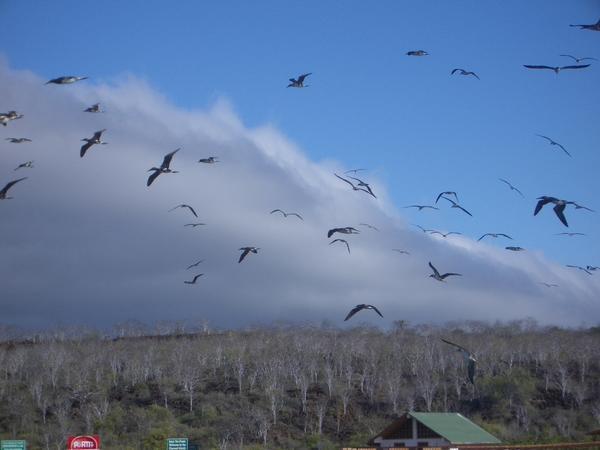 A quick shot of the Blue-footed boobies flying around everywhere