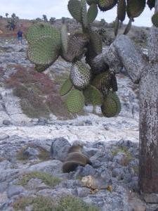Just your typical "land iguana and sea lion resting under the cactus" photo