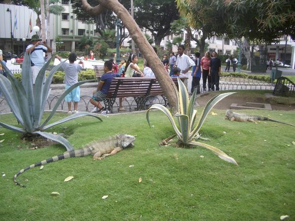 Parque de las Iguanas