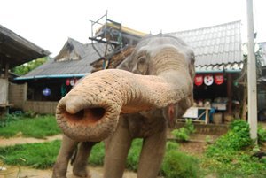 cheeky elephant