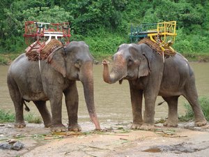 at the elephant camp in chaing rai