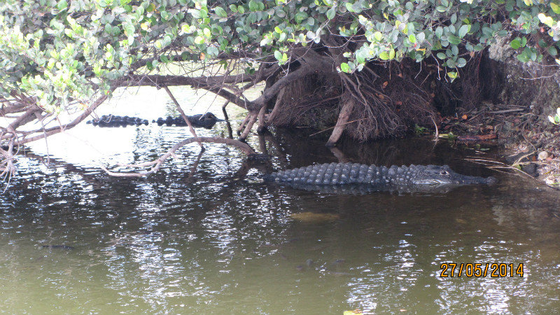 Everglades Snoozing alligators