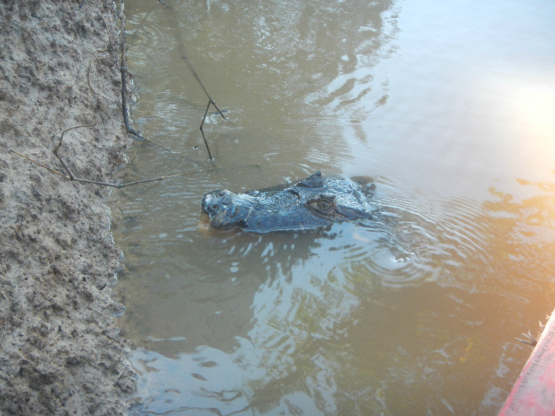 Alligator by our accomodation