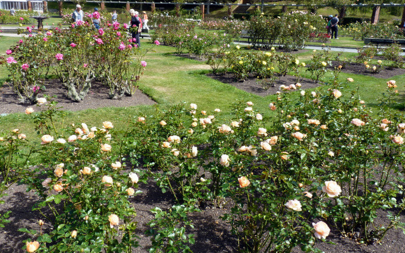 Roses in Botanical Garden
