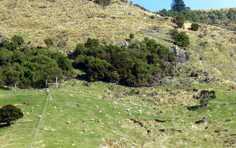 Sheep scattered on hillside