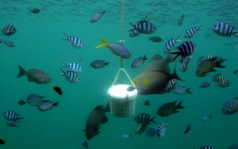 Fish around Feeder at Knuckle Reef