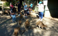 Kangaroos in Wildlife Refuge