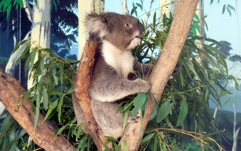 Koala eating in Park