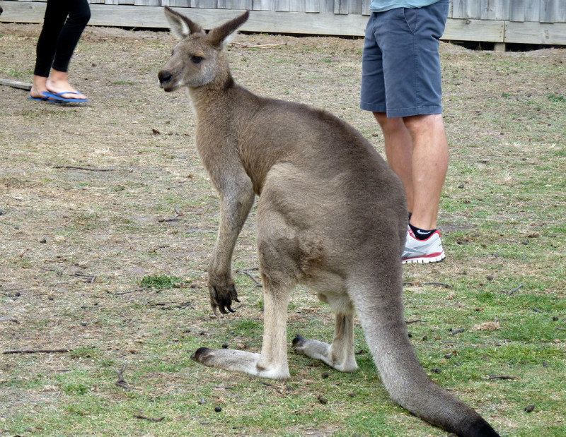Kangaroo in Park