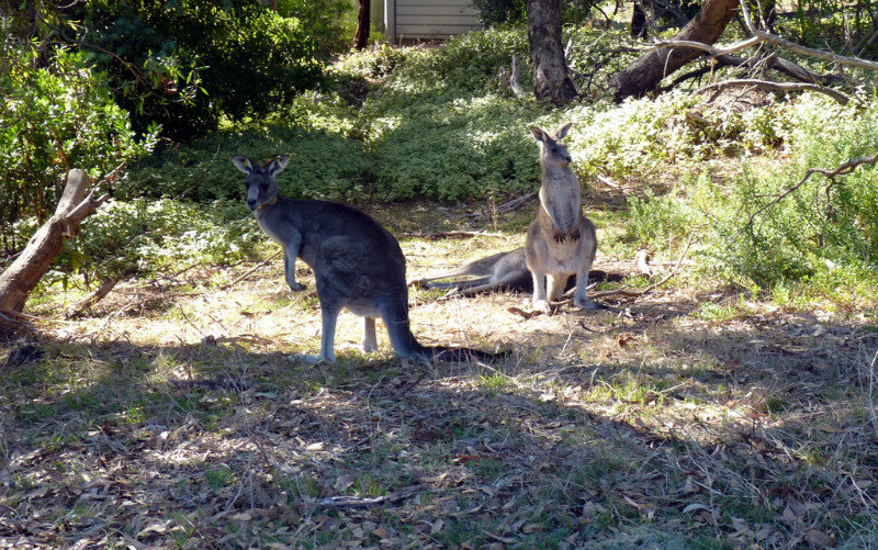 Kangaroo near Golf COurse