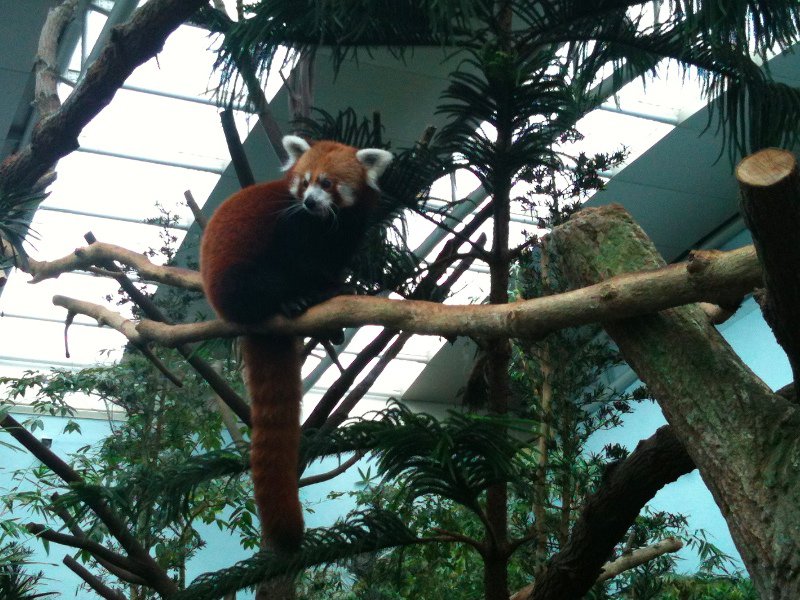 Red Panda! No name but super cool
