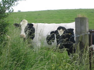 Cows on a country walk