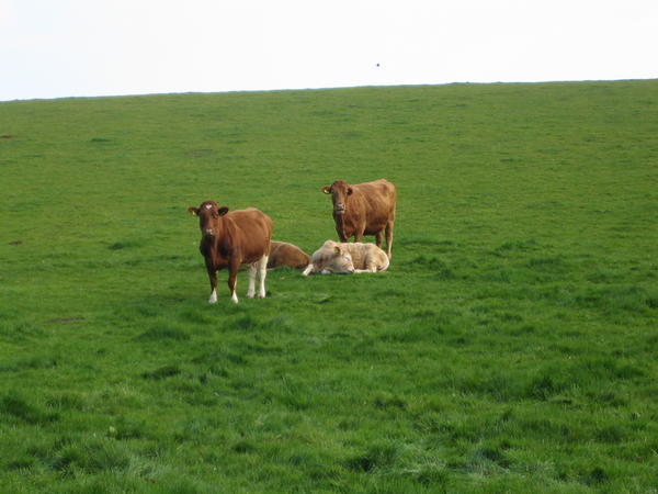 Cows - in the countryside?!