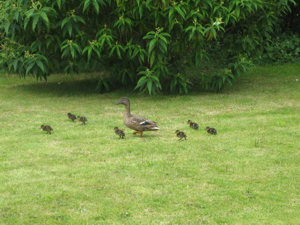 Circuit of ducks - pretty constant noise as I was trying to concentrate!