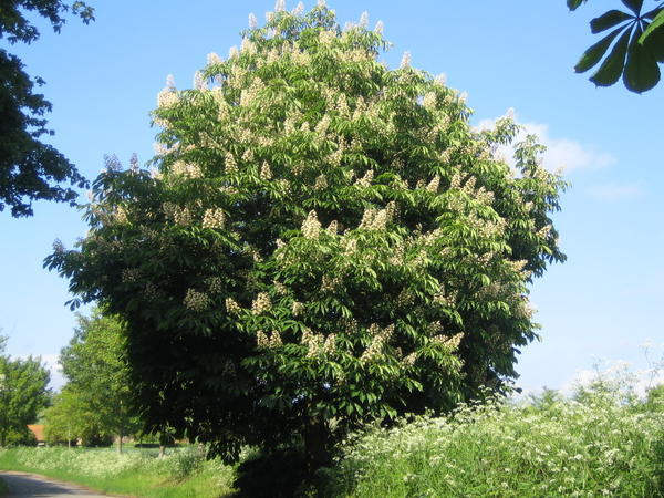 Chestnut Tree?