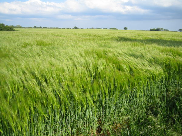 Wheat Fields are a-coming...