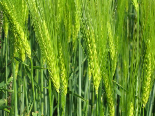 Wheat in detail