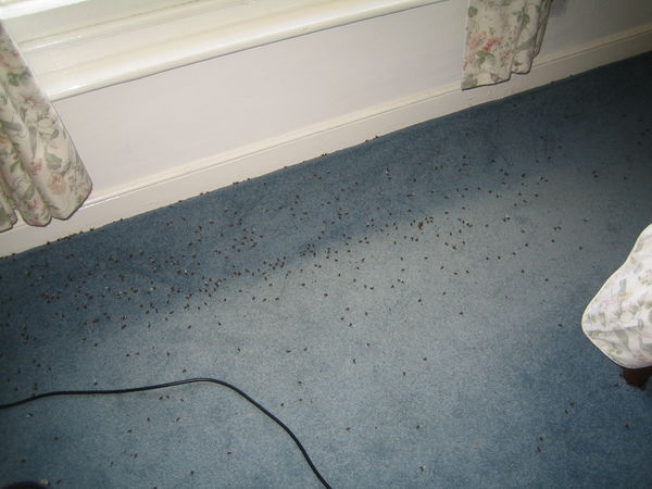 What's with all the dead ants?