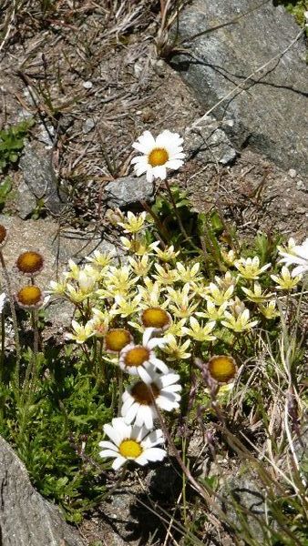 Some alpine flowers...
