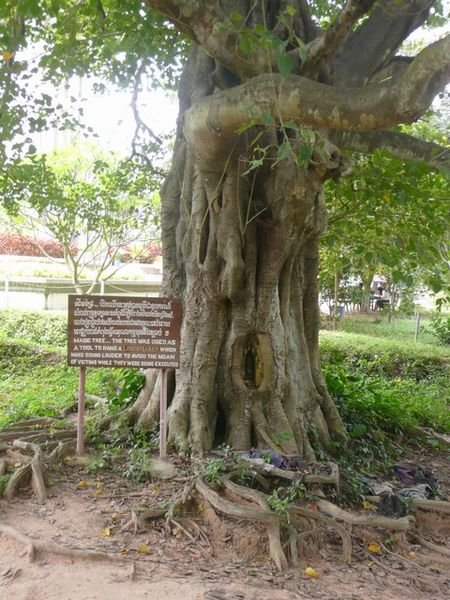 A Banyan tree, with clothes and bones from bodies still clinging to it ...