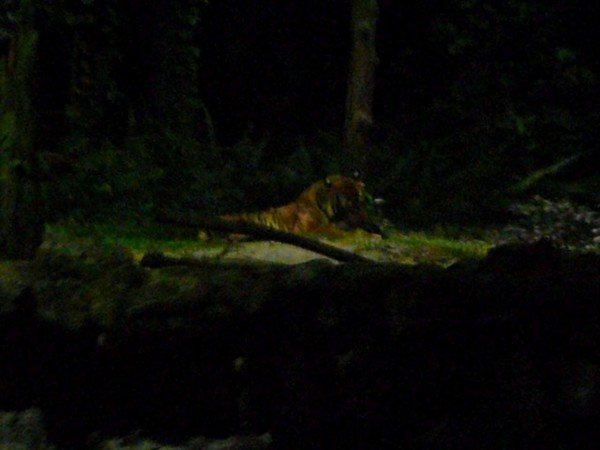 Tiger, just about seen from the tram!