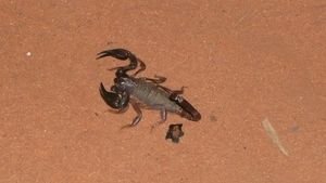 Scorpion...