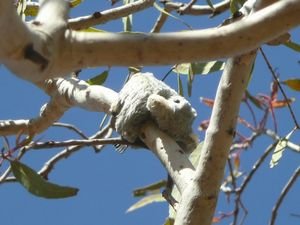 'Pygmy Koala'