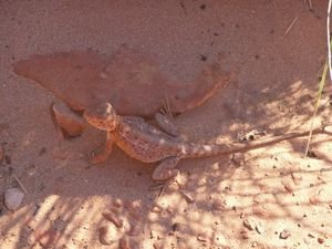 Sand lizard