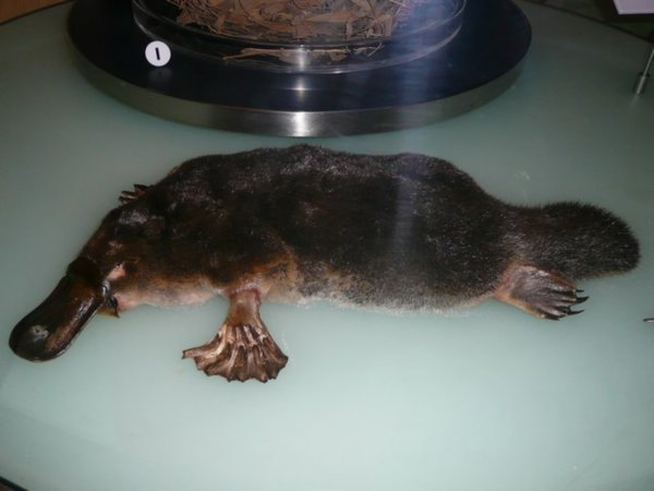 A stuffed platypus