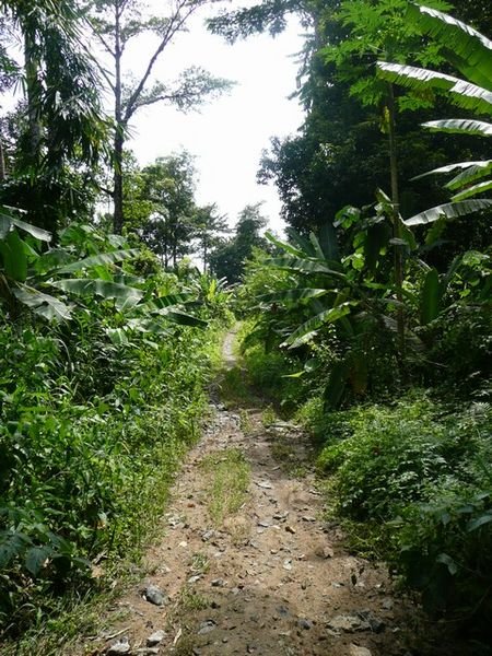 Jungle path.