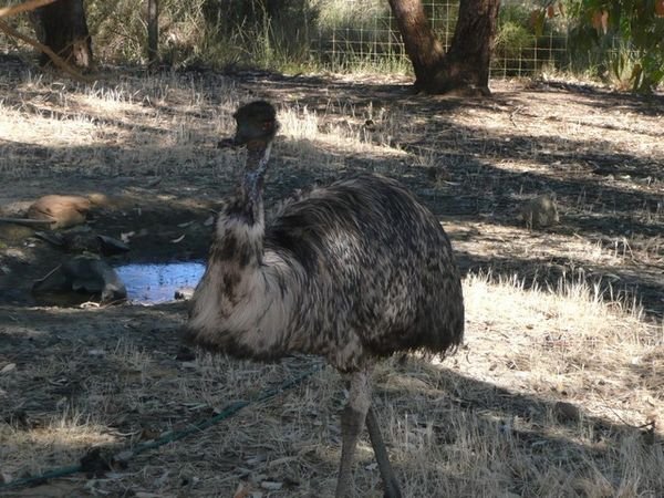 An Emu