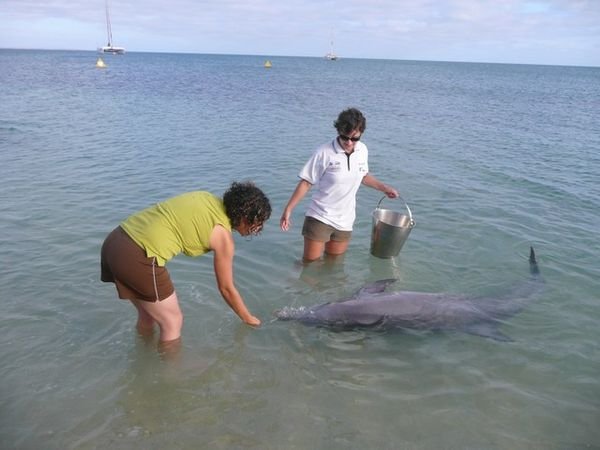 Getting chosen to feed the (co-operative) dolphin