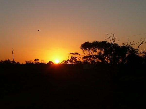 Sunset, with gumtrees in the foreground.