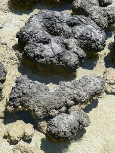 Stromatalites up close