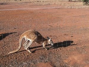 Kangaroo Hop Action 1