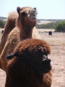 Camel and llama